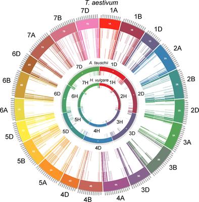 Wheat Disease Resistance Genes and Their Diversification Through Integrated Domain Fusions